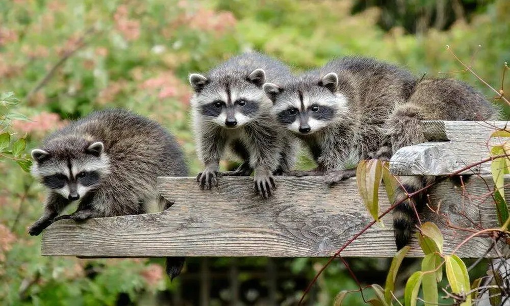 Why Niagara Falls Homeowners Should Act Quickly When Raccoons Move In